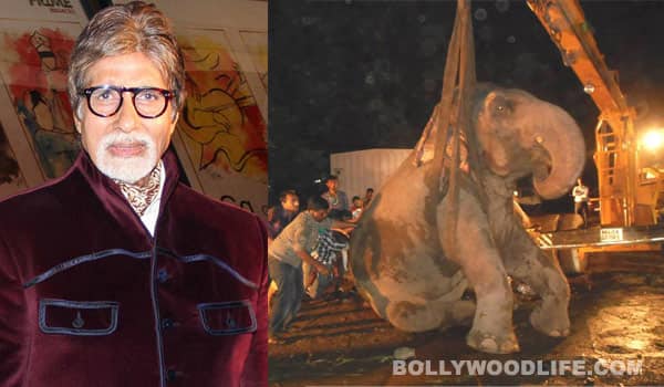 Amitabh Bachchan appeals to animal lovers to save elephant Bijlee