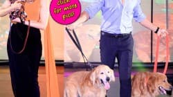 Akshay Kumar and Tamannaah walk the ramp with dogs – View pics!