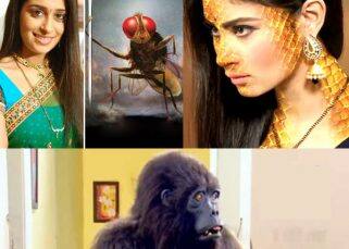 A peacock, a shape shifter, a bull, animals Divyanka Tripathi and Karan Patel had to battle with to retain their popularity in 2016 A peacock, a shape shifter, a bull, animals Divyanka Tripathi and Karan Patel had to battle with to retain their popularity in 2016