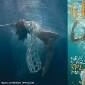Angela Jonsson on March 2013’s Grazia cover: An underwater&nbsp;delight