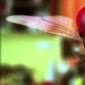 Nani and Samantha in ‘Naan Ee’: Watch&nbsp;trailer