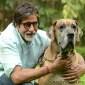 Amitabh Bachchan does photoshoot with his pet&nbsp;dog
