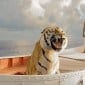 LIFE OF PI movie review: Suraj Sharma takes the cake and all the icing for&nbsp;sure!