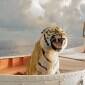 LIFE OF PI theatrical trailer: Why is Irrfan&nbsp;missing?