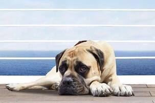 Spoiler alert: The real star of Priyanka Chopra and Ranveer Singh's Dil Dhadakne Do is Pluto Mehra!