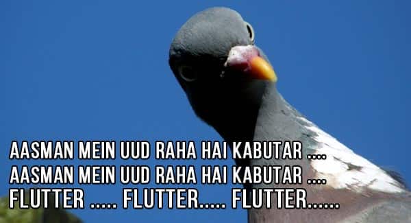 Kabutar