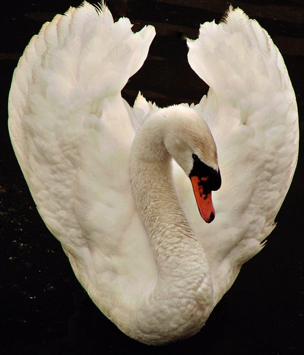 768px-White_Swan_dsc01208-nevit