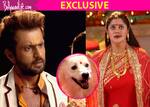 WHAT! Mohan to get married to a DOG in Devanshi - view EXCLUSIVE pics