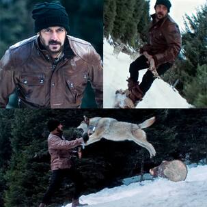Tiger Zinda Hai new promo: Salman Khan's action sequence with a pack of wolves is simply breathtaking