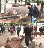 Hilarious! Nakuul Mehta asks a deer in a park in Japan if it is a fan of Ishqbaaaz - watch video!