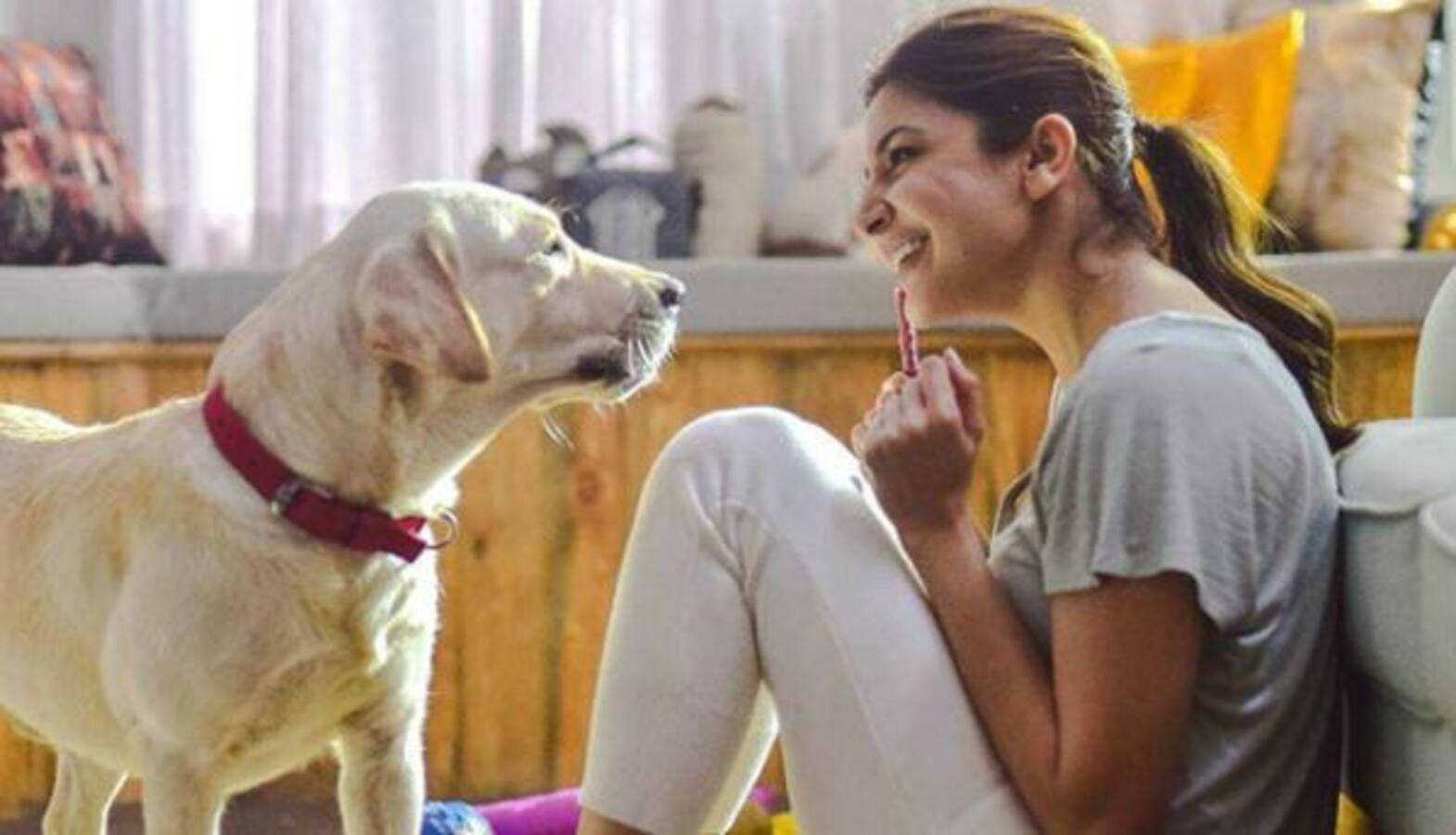 On her birthday, Anushka Sharma announces that she is opening an animal  shelter just outside Mumbai - Bollywood News & Gossip, Movie Reviews,  Trailers & Videos at 