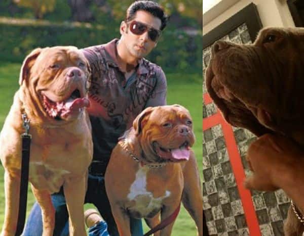 salman khan dog breed