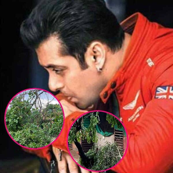 निसर्ग तूफान ने बर्बाद किया सलमान खान का फार्महाउस