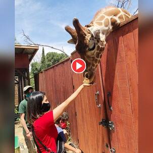 लॉकडाउन में Sunny Leone ने जिराफ को खिलाई सब्जियां, कहा ‘मैं आभारी हूं मुझे मदद करने का मौका दिया...’