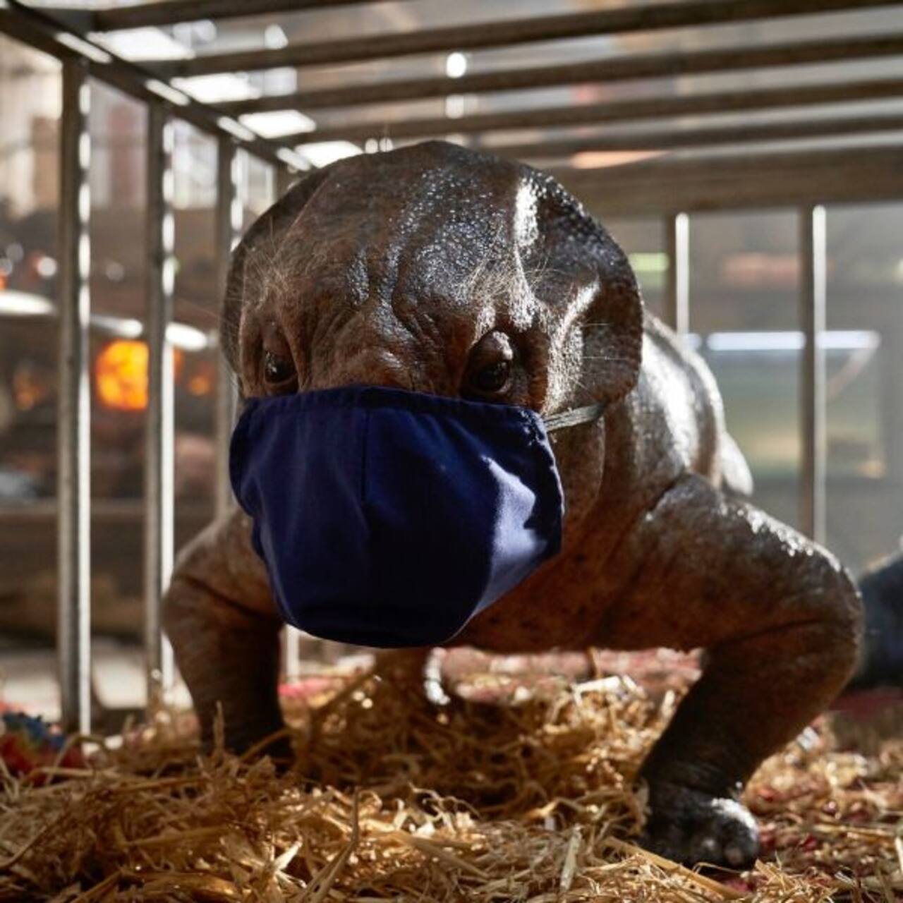 Jurassic World Dominion: UK shoot suspended after a multiple crew members test positive for COVID-19