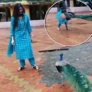 SCARY! Bigg Boss 9 contestant Digangana Suryavanshi attacked by a peacock – watch video