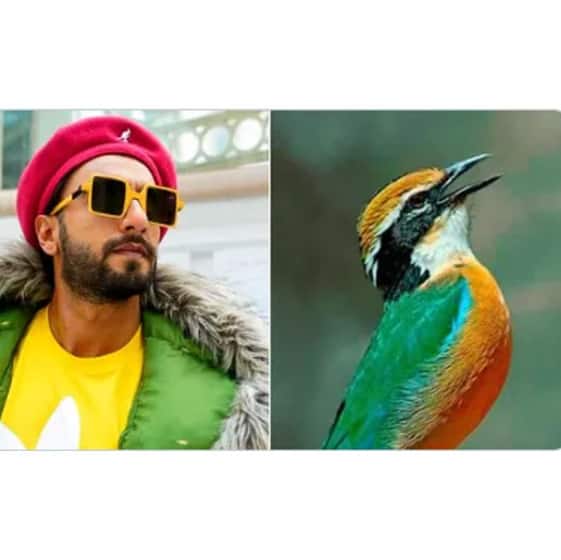 Indian Pitta