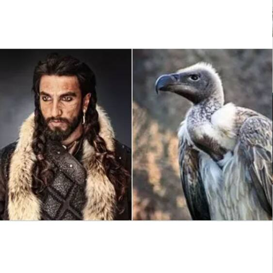 Indian vulture