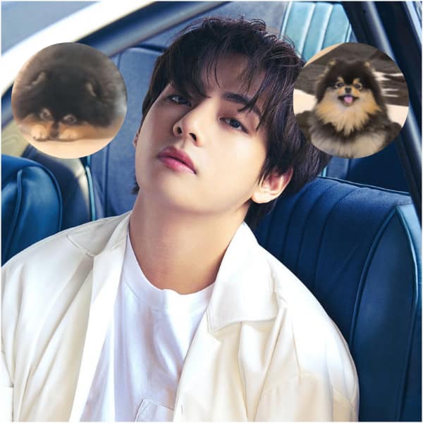 Bts V Aka Taehyung Shares A Picture Of His Pet Yeotan And Army Is Melting Over His Pawwdorable Post View Tweets