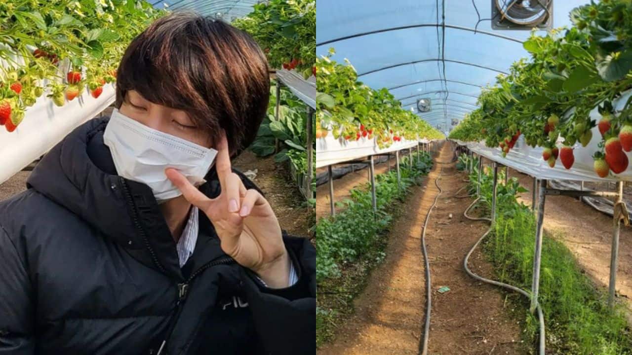 BTS Jin treats ARMY to pics from a strawberry farm