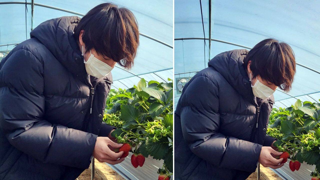 BTS Jin worked on a strawberry farm