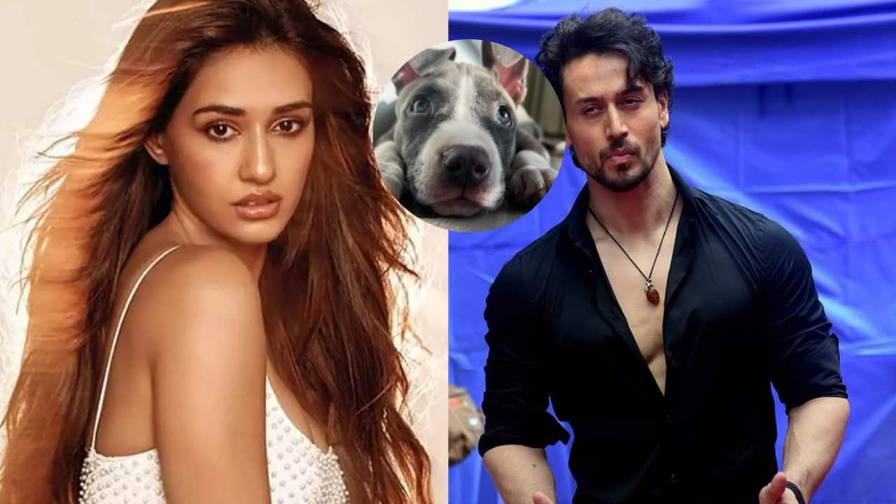 Disha Patani Introduces New Family Member Chi Chi, Rumoured Beau Tiger ...