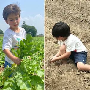 Taimur की खेत में काम करते ये तस्वीरें हुई थीं वायरल, छोटे नवाब के इस अदांज पर आ गया था लोगों का दिल