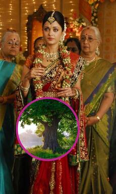 अभिषेक बच्चन संग शादी से पहले ऐश्वर्या ने पेड़ संग लिए थे सात फेरे!