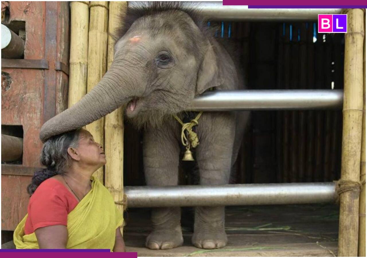ओटीटी पर मौजूद इस 41 मिनट की फिल्म ने जीता था ऑस्कर, जबरदस्त कहानी देख कहेंगे 'वाह'