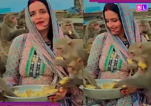 बंदरों के झुंड के बीच फंसी पाकिस्तानी Seema Haider, Video देख लोग बोले- 'सचिन अब तेरा क्या...'