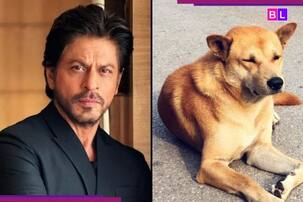 Street dog finds new home at Shah Rukh Khan's Rs 200 crore Mannat? Adorable video wins hearts