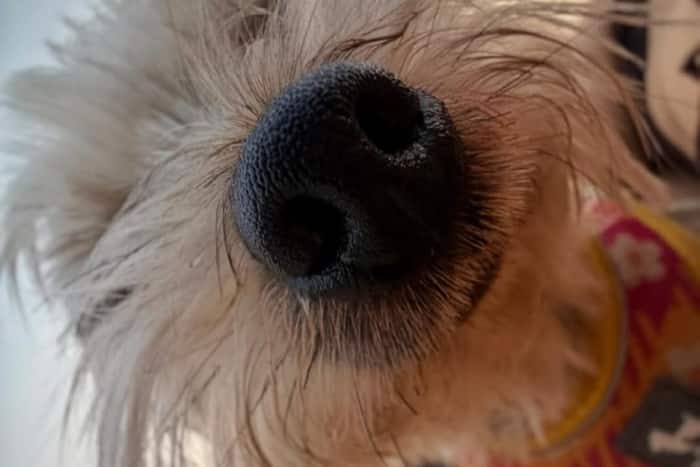 एनिमल लवर हैं एक्ट्रेस