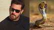 Panic outside Salman Khan's Galaxy Apartments after snake spotted near actor's house; here's what happened next